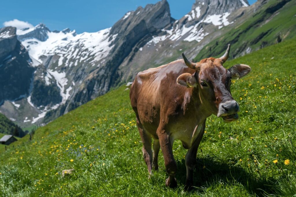 Wildalpen Steiermark