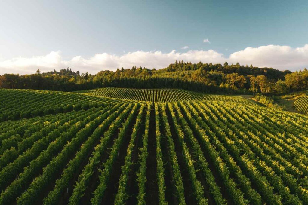 Weinbaufläche in der Steiermark: Weshalb sie nun begrenzt werden Weinbauflächen in der Steiermark werden begrenzt