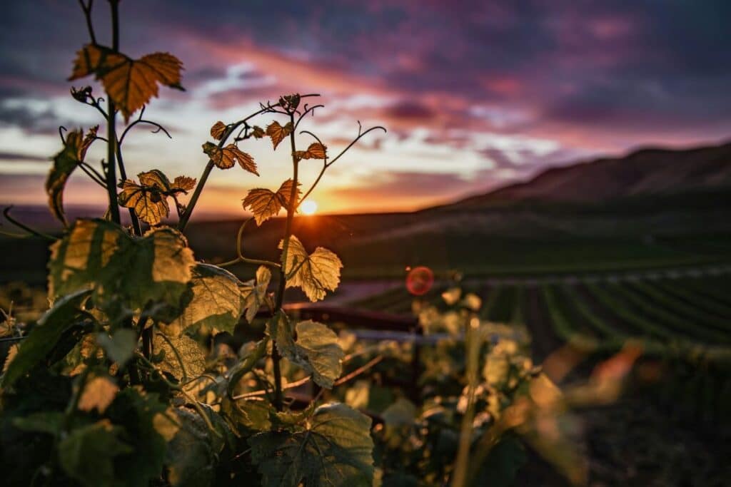 Weingüter Südsteiermark: Die 20 besten Betriebe im Porträt Wichtige Weingüter in der Südsteiermark